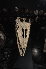 Череп мозазавра Prognathodon overtoni