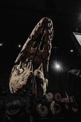 Череп мозазавра Prognathodon overtoni