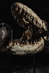 Череп мозазавра Prognathodon overtoni