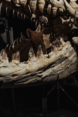 Череп мозазавра Prognathodon overtoni