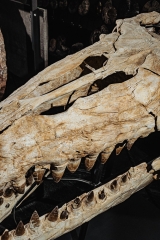 Череп мозазавра Prognathodon overtoni