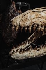 Череп мозазавра Prognathodon overtoni