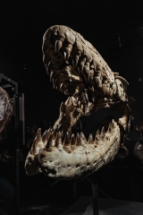 Череп мозазавра Prognathodon overtoni