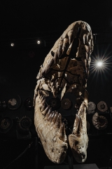 Череп мозазавра Prognathodon overtoni
