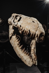 Череп мозазавра Prognathodon overtoni