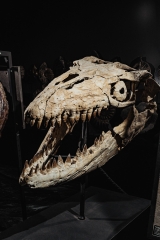 Череп мозазавра Prognathodon overtoni