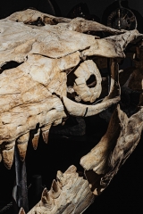Череп мозазавра Prognathodon overtoni