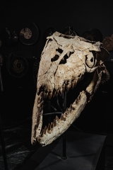 Череп мозазавра Prognathodon overtoni