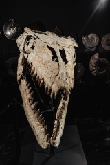 Череп мозазавра Prognathodon overtoni