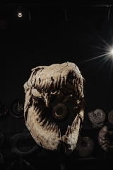 Череп мозазавра Prognathodon overtoni