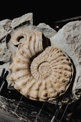 Аммонит Mortoniceras rostratum