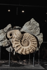Аммонит Mortoniceras rostratum