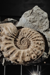 Аммонит Mortoniceras rostratum