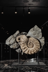 Аммонит Mortoniceras rostratum