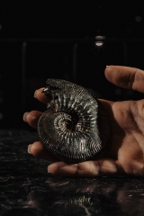 Аммонит Kosmoceras proniae