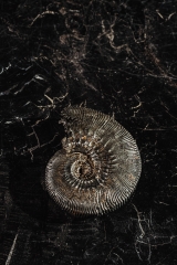 Аммонит Kosmoceras proniae