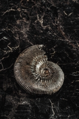 Аммонит Kosmoceras proniae
