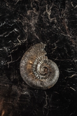 Аммонит Kosmoceras proniae
