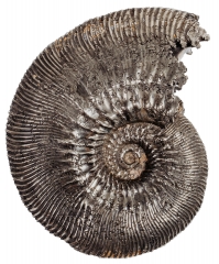 Аммонит Kosmoceras proniae