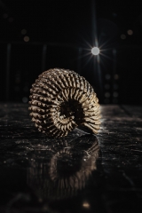 Аммонит Douvilleiceras mammilatum