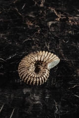 Аммонит Douvilleiceras mammilatum
