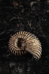 Аммонит Douvilleiceras mammilatum