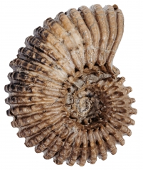 Аммонит Douvilleiceras mammilatum