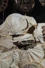 Морские гребешки Gigantopecten restitutensis