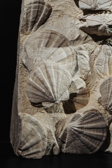 Морские гребешки Gigantopecten restitutensis