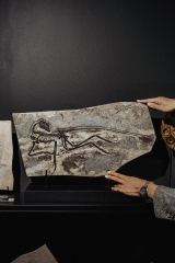 Скелет динозавра Anchiornis huxleyi
