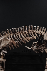 Скелет амфибии Eryops megacephalus