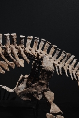 Скелет амфибии Eryops megacephalus