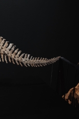 Скелет амфибии Eryops megacephalus