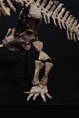 Скелет амфибии Eryops megacephalus