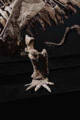 Скелет амфибии Eryops megacephalus