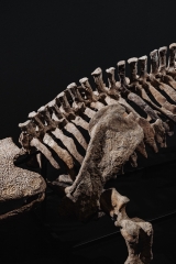 Скелет амфибии Eryops megacephalus