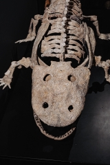 Скелет амфибии Eryops megacephalus