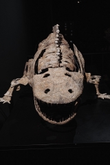 Скелет амфибии Eryops megacephalus