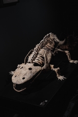 Скелет амфибии Eryops megacephalus