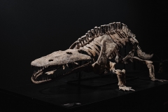 Скелет амфибии Eryops megacephalus