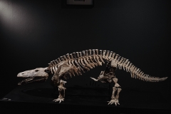 Скелет амфибии Eryops megacephalus