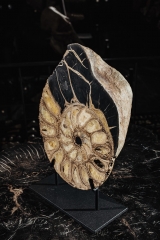 Аммонит Parahoplites sp.