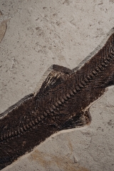 Рыба Notogoneus sp.