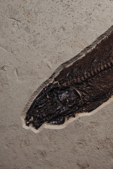 Рыба Notogoneus sp.