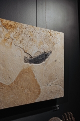 Панцирная щука Atractosteus Lapidosteus