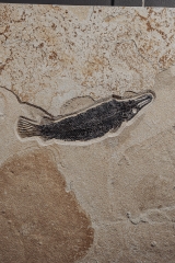 Панцирная щука Atractosteus Lapidosteus