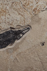 Панцирная щука Atractosteus Lapidosteus