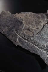 Скелет ихтиозавра Mixosaurus sp.