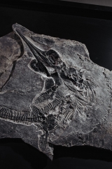 Скелет ихтиозавра Mixosaurus sp.