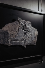 Скелет ихтиозавра Mixosaurus sp.